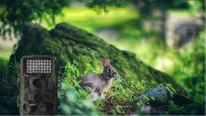 The WildSight Pro Hunting Camera – Capture the Wild in Action